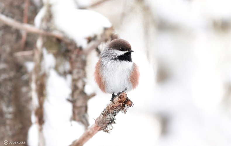 L'observation des oiseaux, même en hiver
