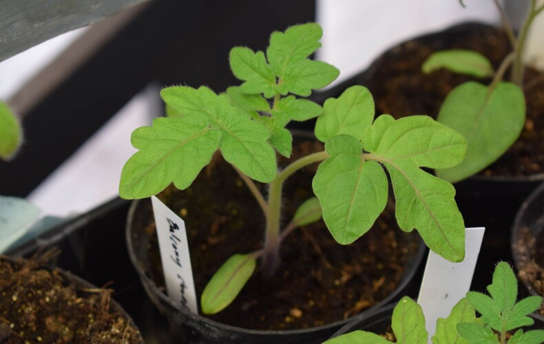 Inscrivez-vous à l'atelier de semis du jeudi 5 mars