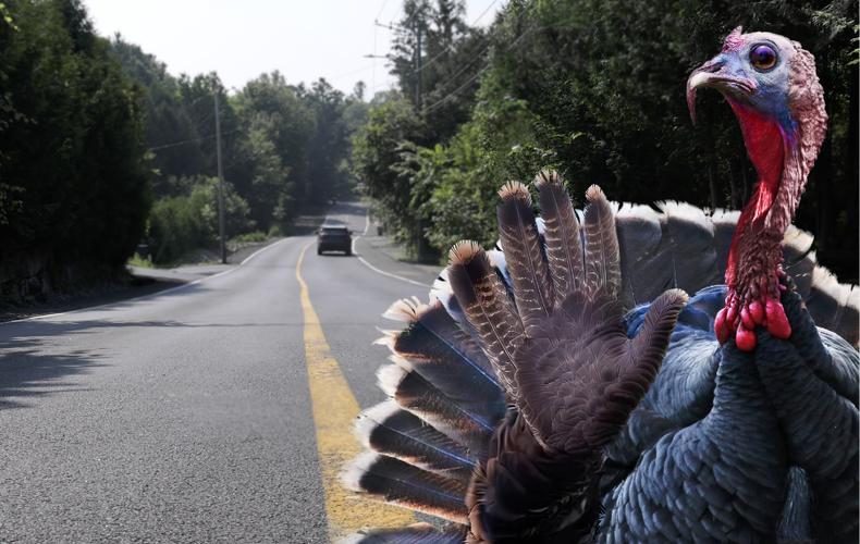 Ralentissez ! La route peut être imprévisible.