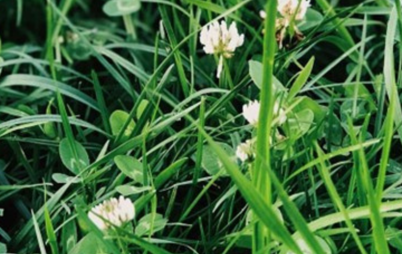 Des pesticides, pas dans ma cour!