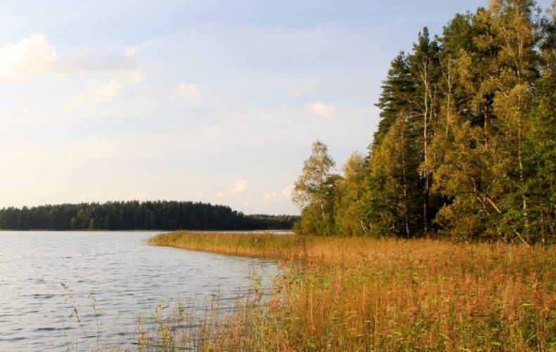 La bande riveraine : le bouclier des lacs!