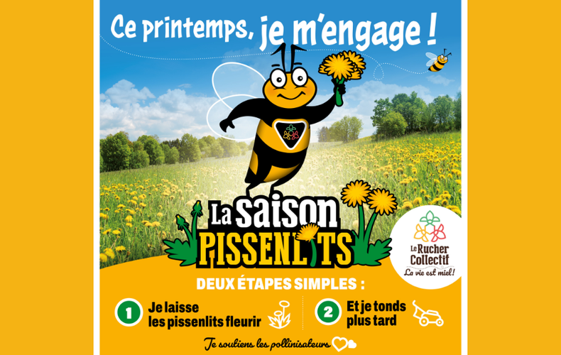 La saison des pissenlits est lancée!