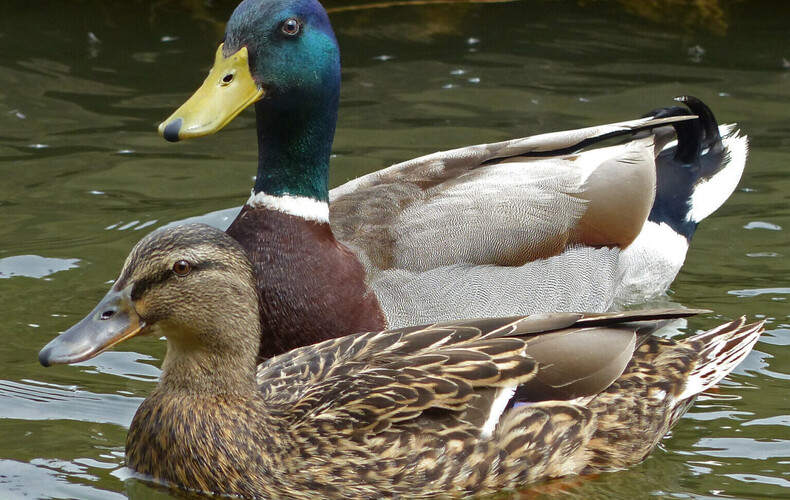 Donner du pain aux canards : un geste qui fait plus de mal que de bien