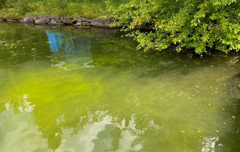 Les cyanobactéries : sachez les reconnaitre